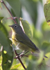 Nashville Warbler female 6073